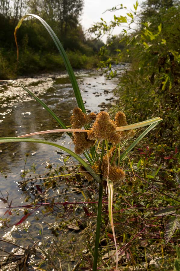 Cyperus glomeratus / Zigolo ferrugineo